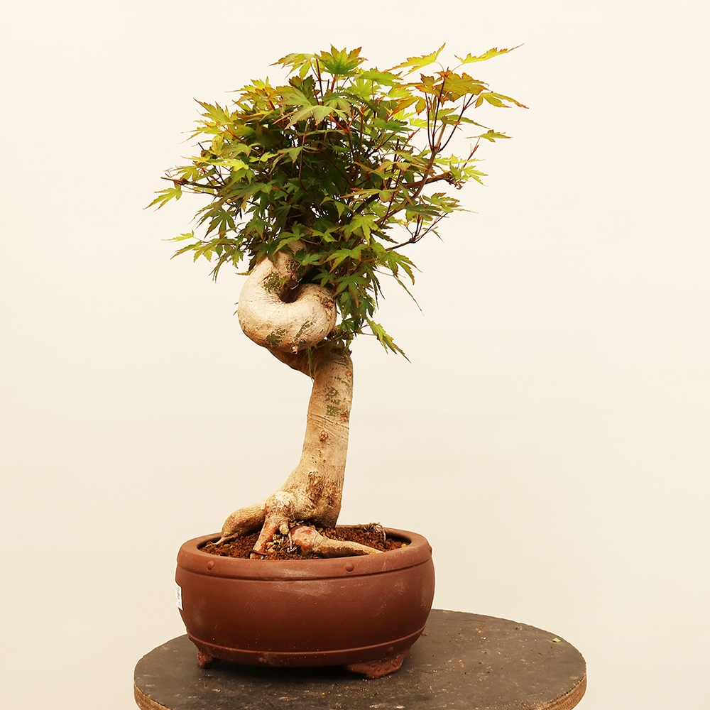 Bonsaïs d'extérieur - Maple palmatum - Palmiers