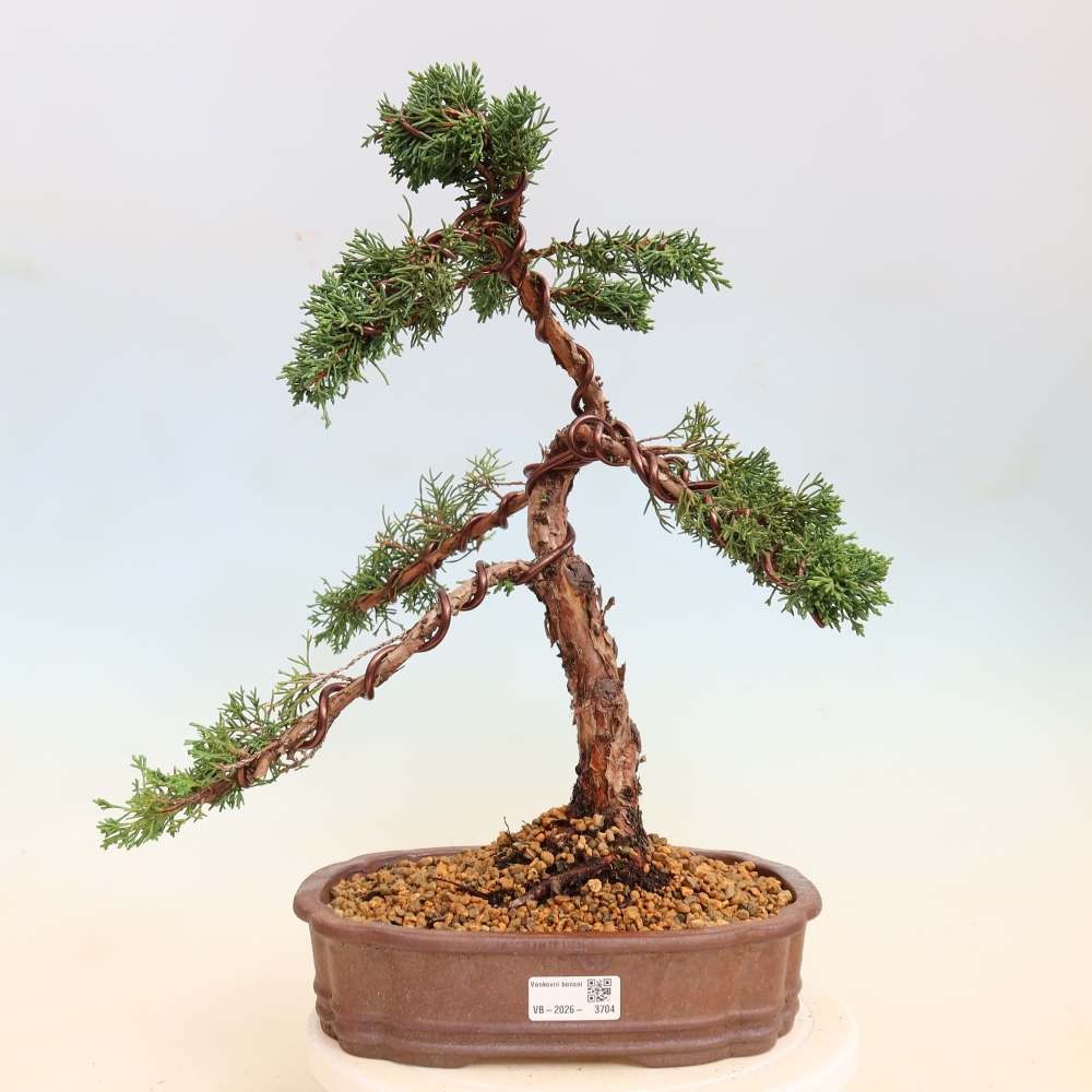 Bonsaï d'extérieur - Juniperus chinensis Kishu