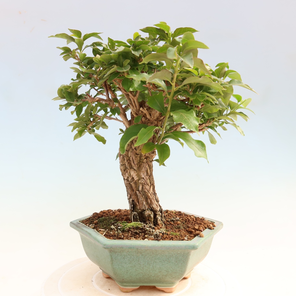 Bonsaï de chambre - Bouganwilea