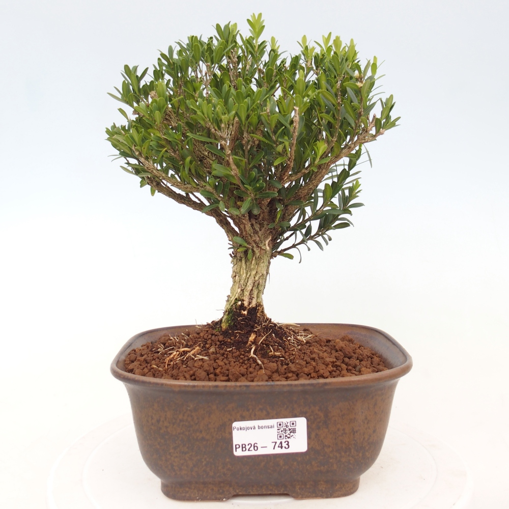 Bonsaï de chambre - Buxus harlandii - buxus liège