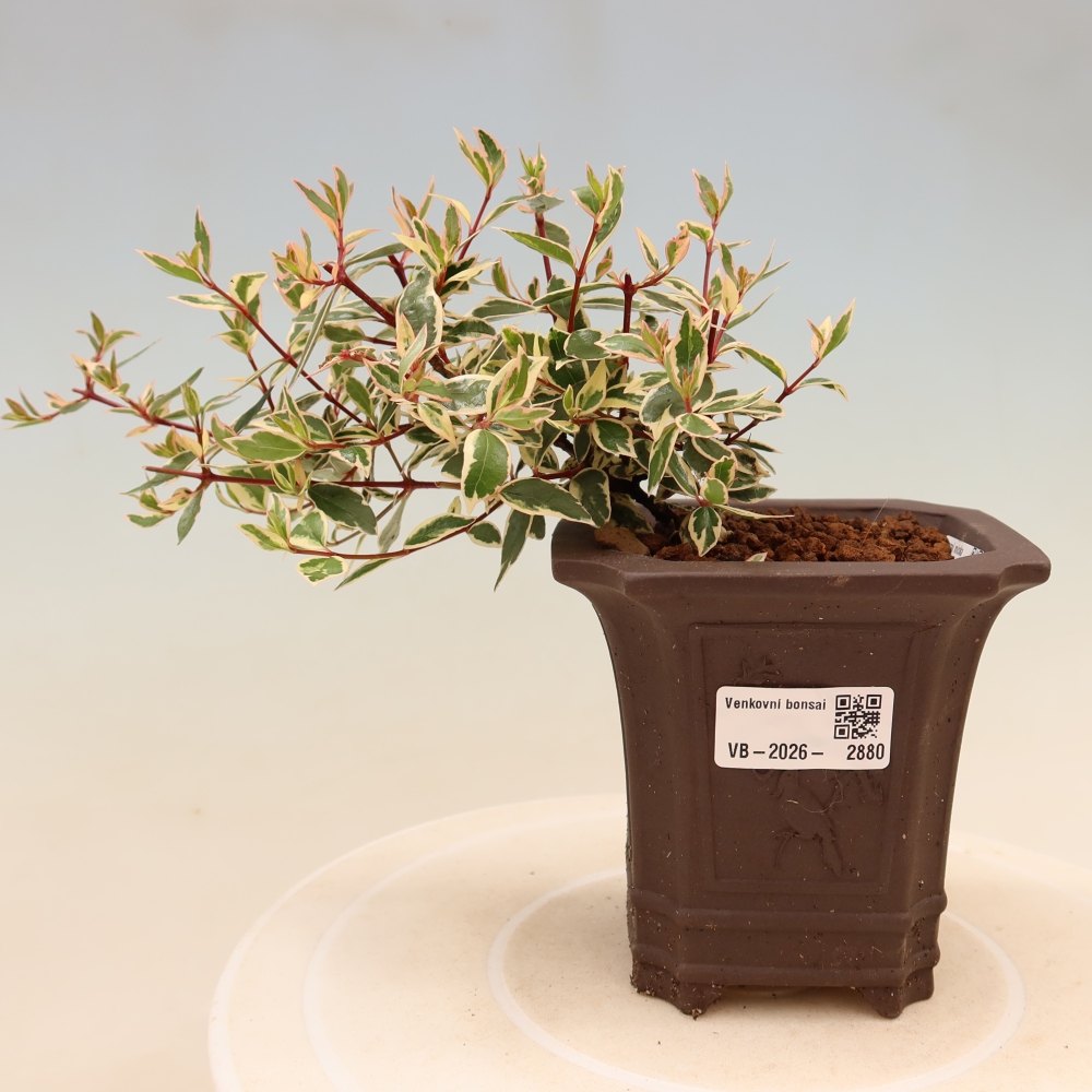 Bonsaï d'extérieur - Abelia gr. Confetti - Abélie à grandes fleurs