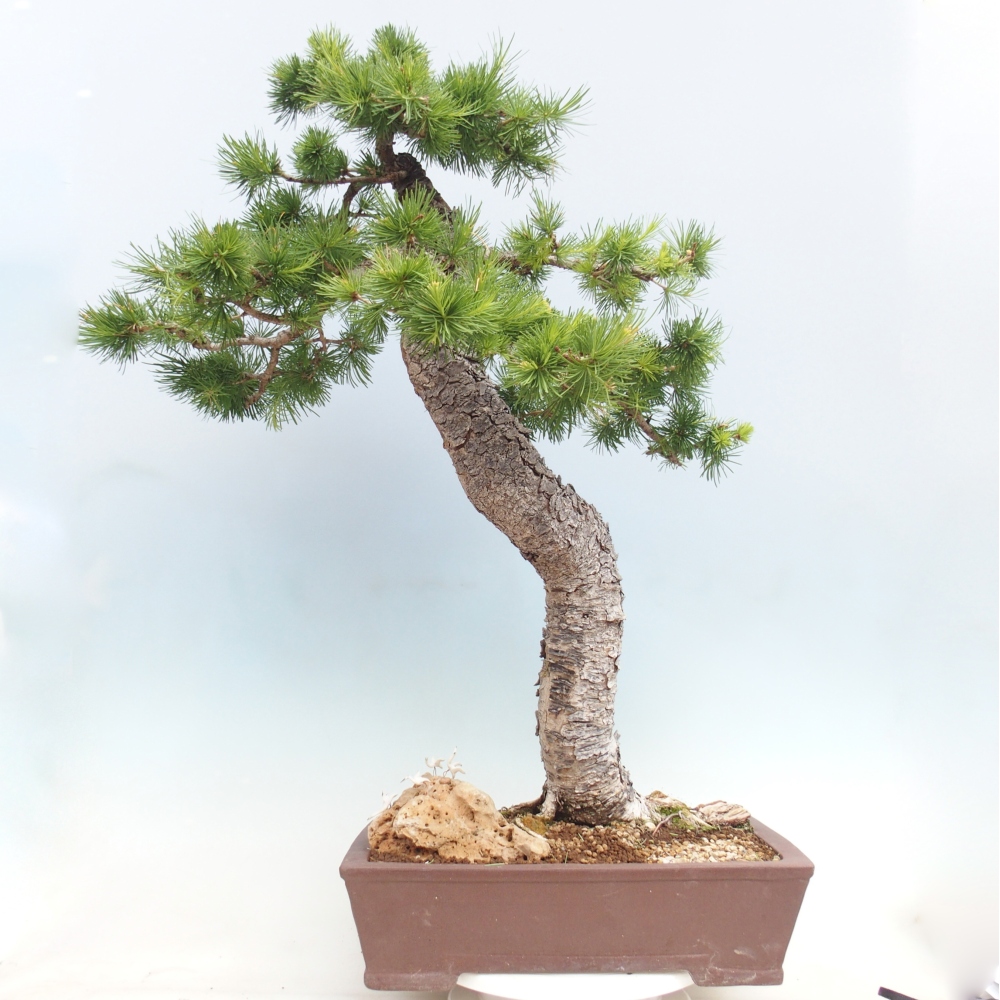 Bonsaï d'extérieur -Larix decidua - Mélèze
