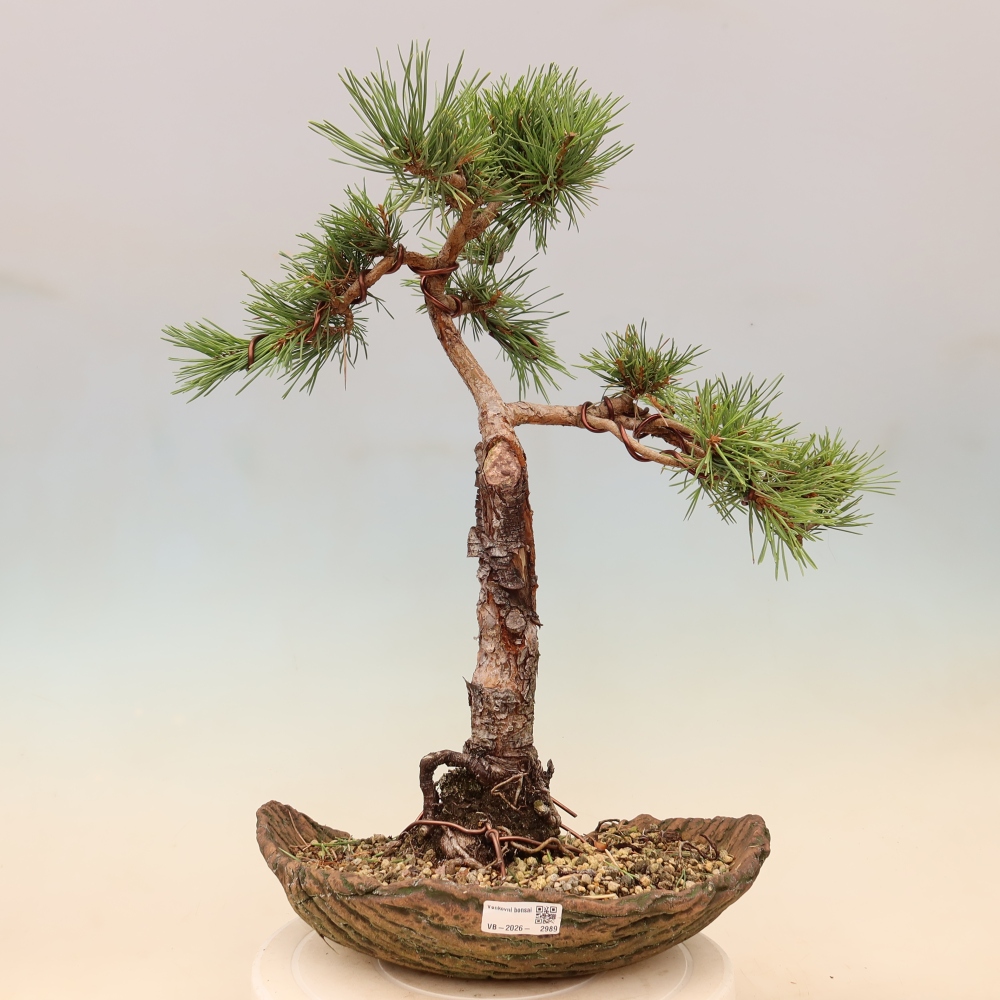 Bonsaï d'extérieur - Pinus Sylvestris Watererri - Pin sylvestre