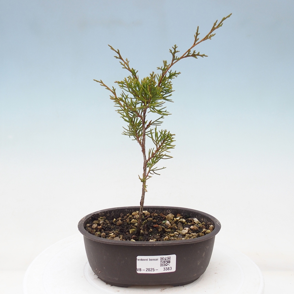 Bonsaï d'extérieur - Juniperus chinensis Itoigawa