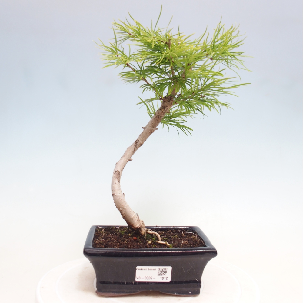 Bonsaï d'extérieur -Pseudolarix amabis-Pseudolarix amabis