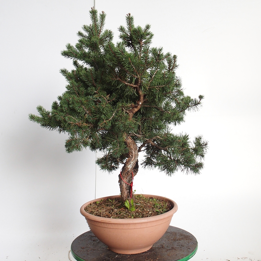 Yamadori - Pinus sylvestris Espagne