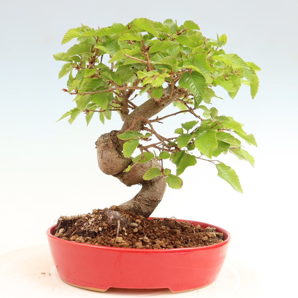 Bonsaï d'extérieur -Carpinus Coreana - Charme de Corée