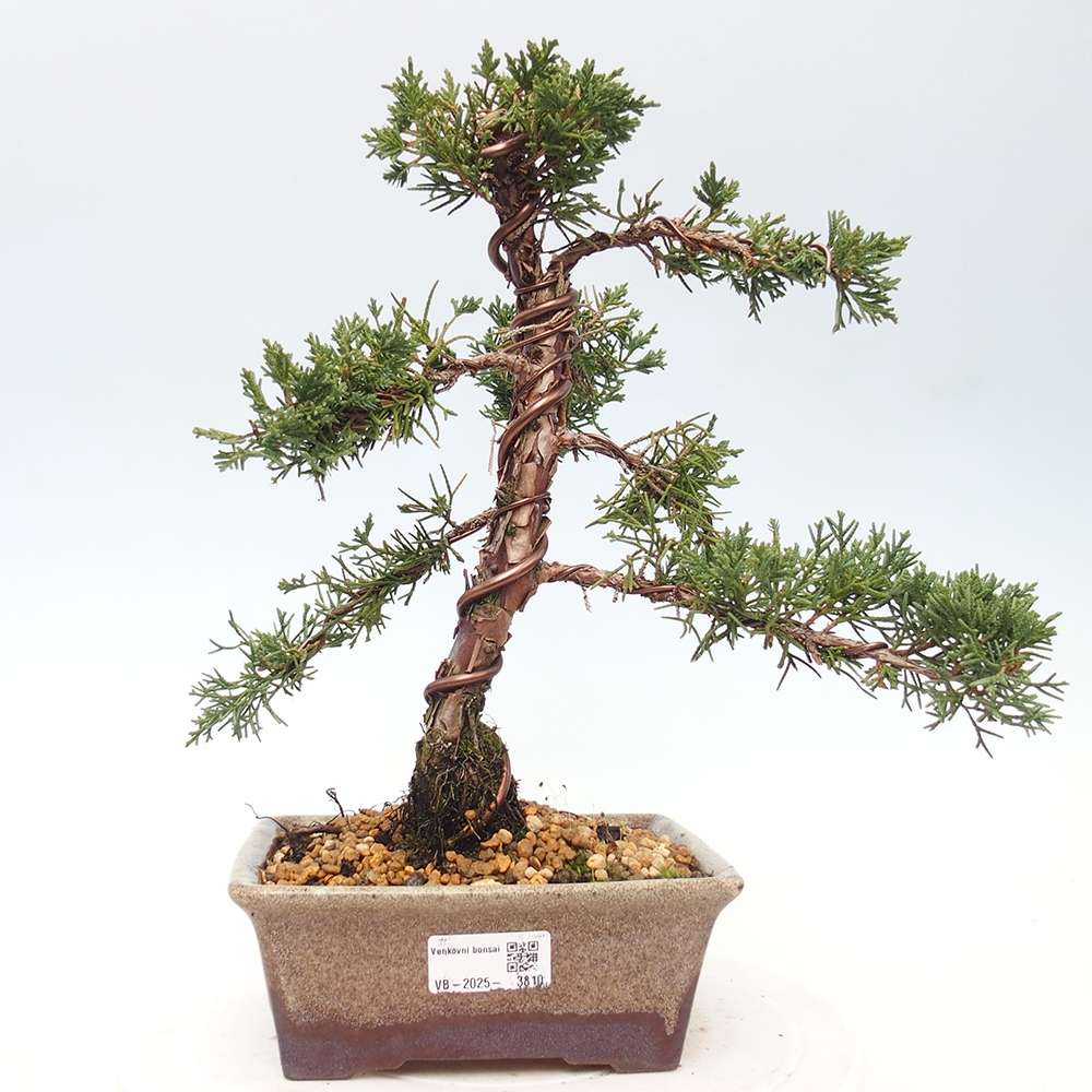 Bonsaï d'extérieur - Juniperus chinensis Kishu