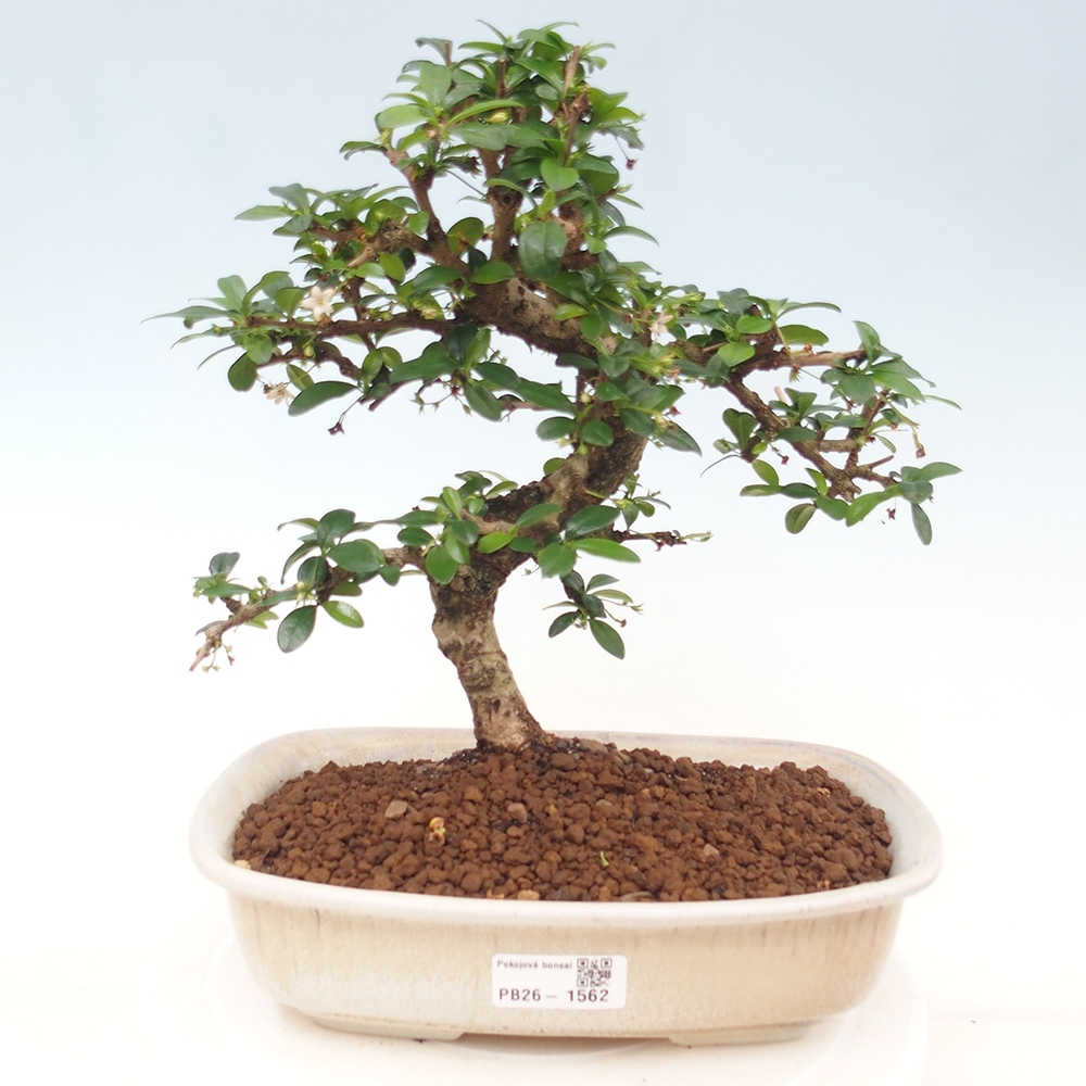 Bonsaï de chambre - Carmona macrophylla - Tea fuki