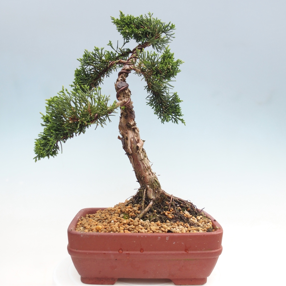 Bonsaï d'extérieur - Juniperus chinensis Kishu