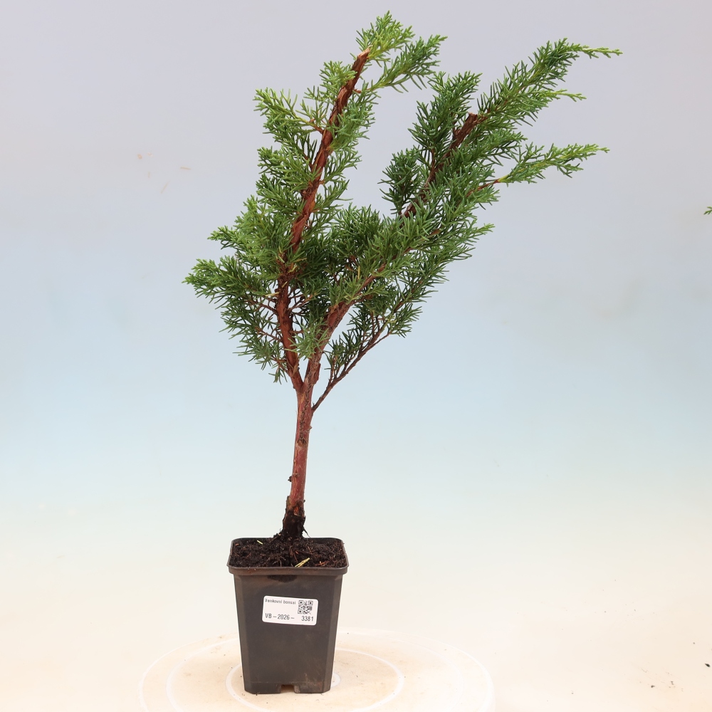 Bonsaï d'extérieur - Juniperus chinensis Kishu