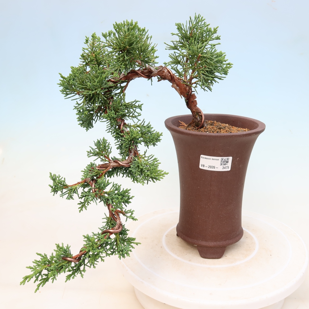 Bonsaï d'extérieur - Juniperus chinensis Kishu