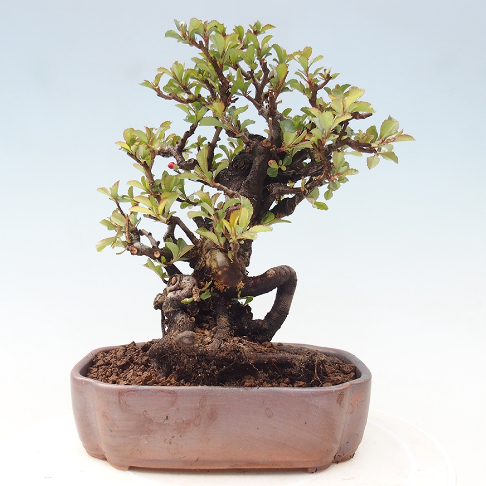 Bonsaï d'extérieur - Chaneomeles speciosa - Coing