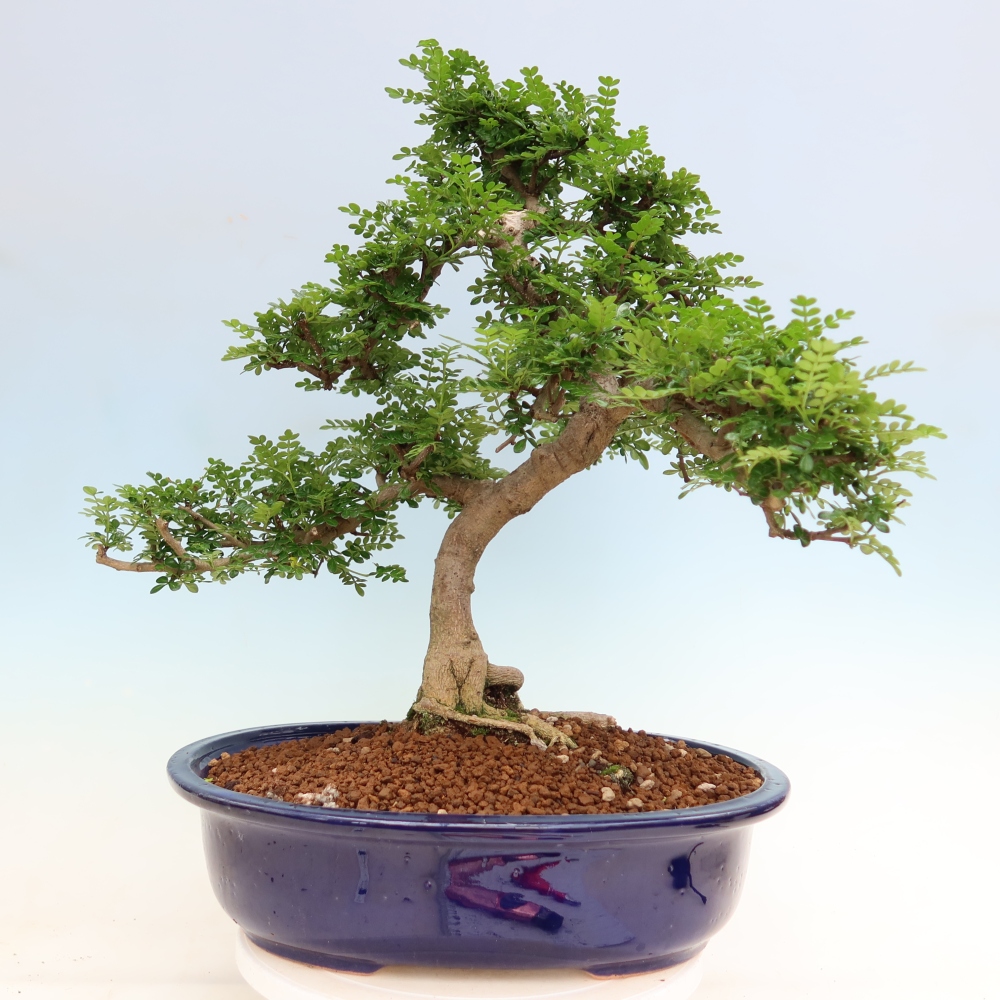 Salle bonsaï - Zantoxylum piperitum - arbre à poivre