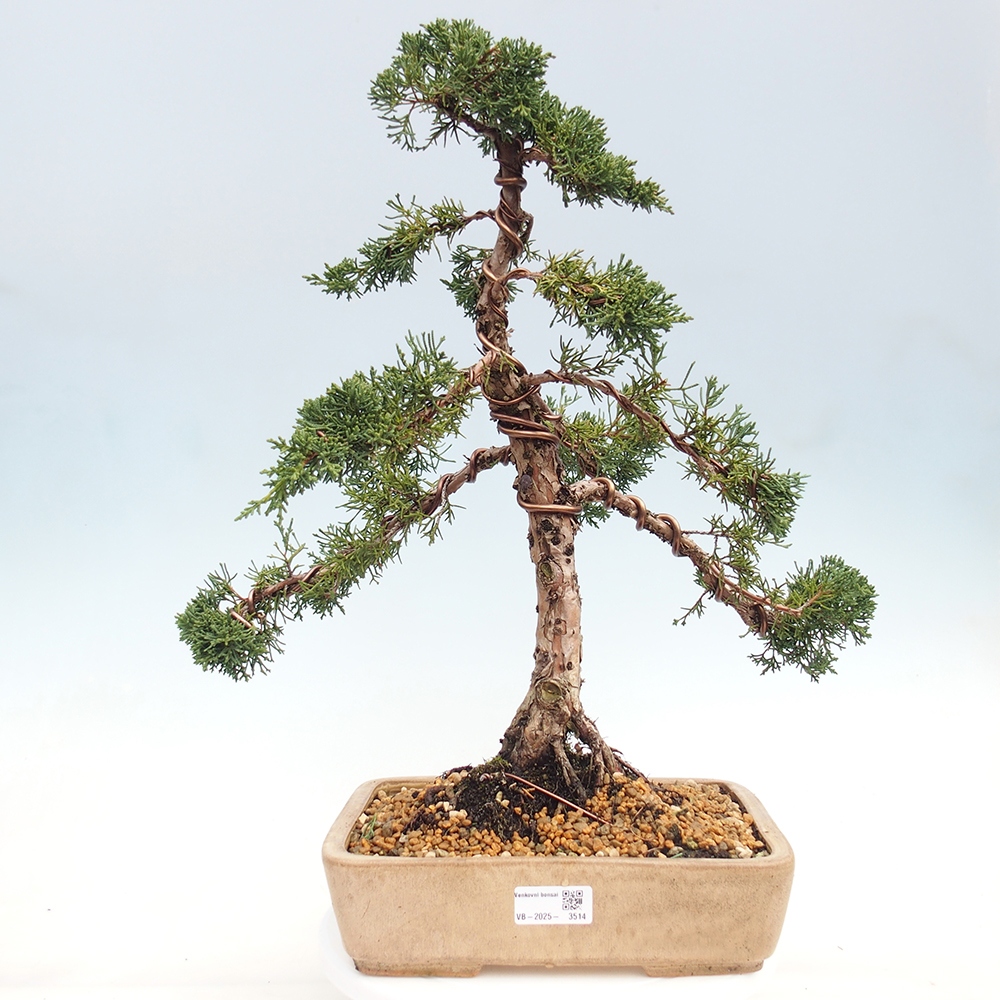 Bonsaï d'extérieur - Juniperus chinensis Kishu