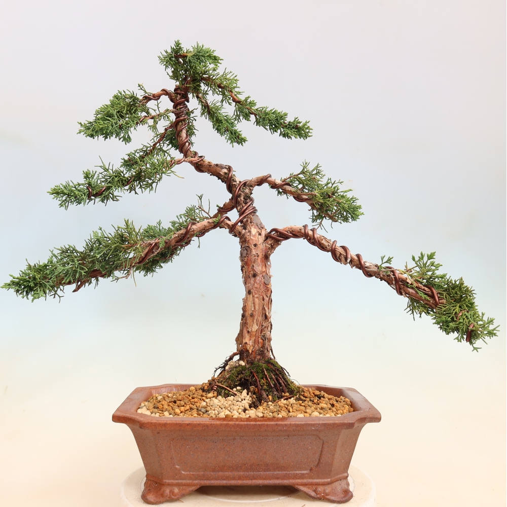 Bonsaï d'extérieur - Juniperus chinensis Kishu