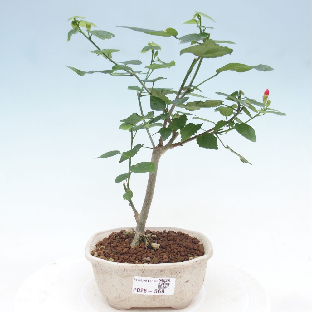 Bonsaï d'intérieur - Malvaviscus arboreus