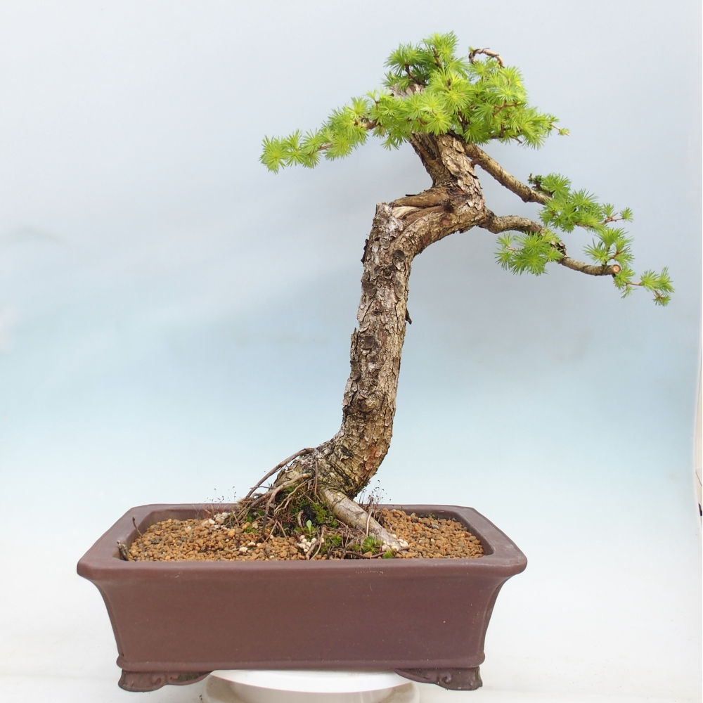 Bonsaï d'extérieur -Larix decidua - Mélèze