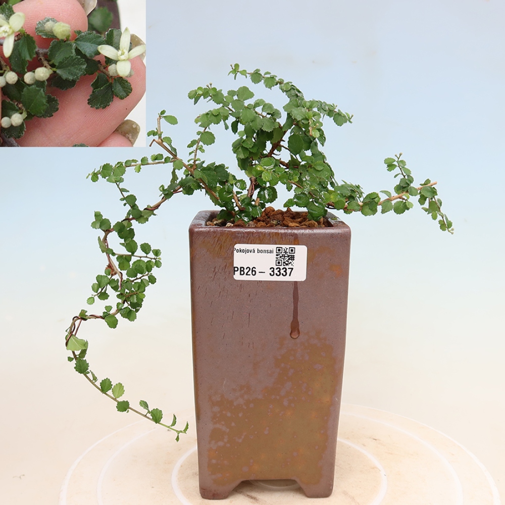Bonsaï de chambre - Grewia sp. - Grewia malafolia