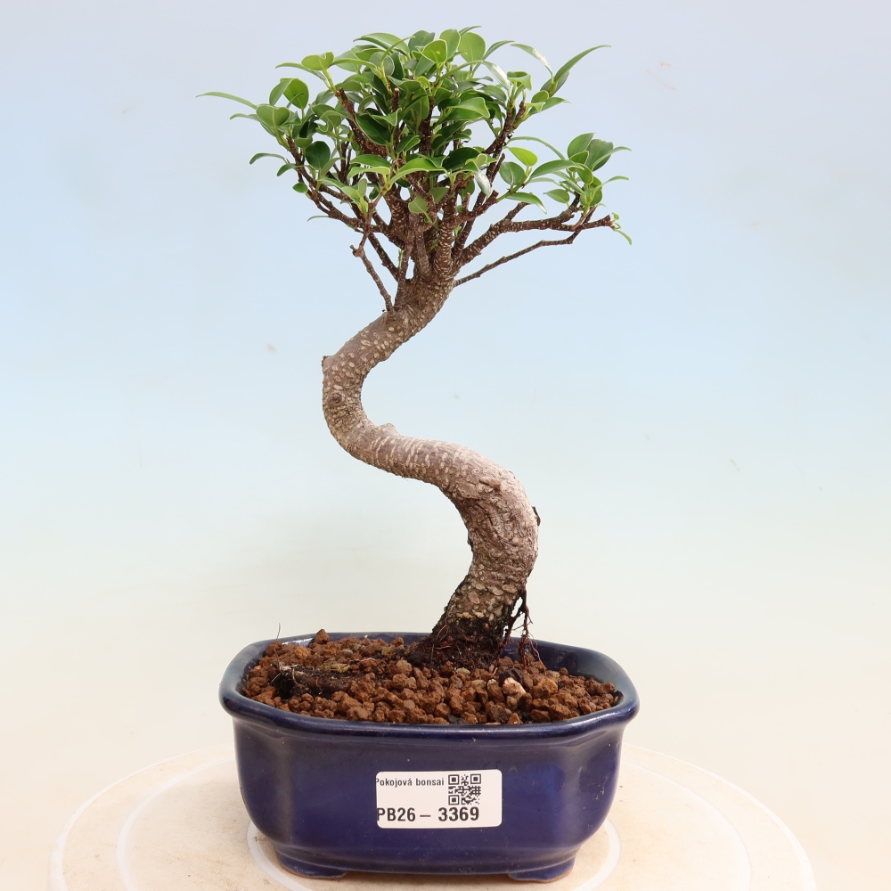 Salle bonsaï - Ficus kimmen - ficus à petites feuilles