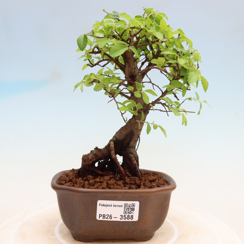 Bonsaï de chambre - Ulmus parvifolia - Orme à petites feuilles