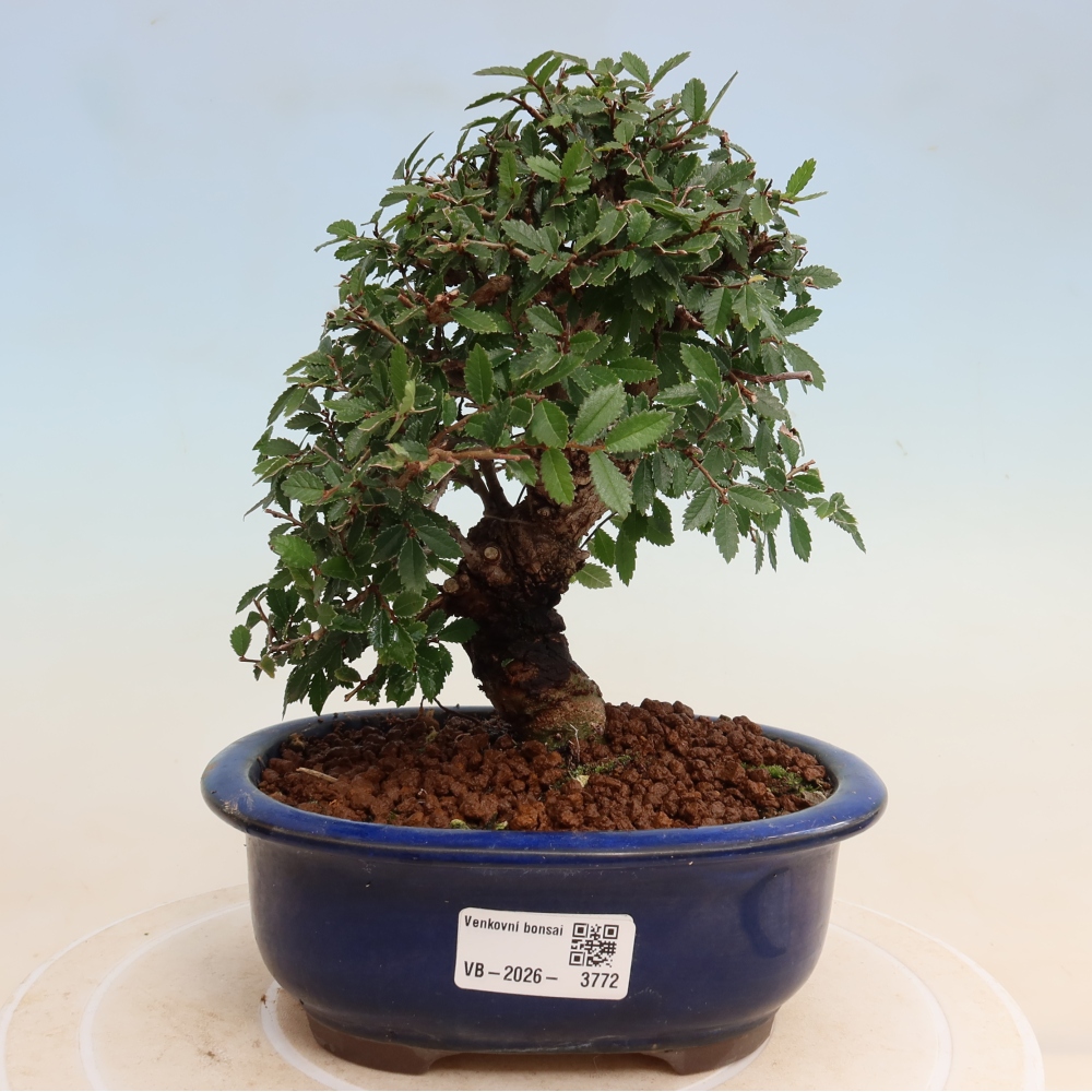 Bonsaï d'extérieur - Zelkova - Zelkova NIRE