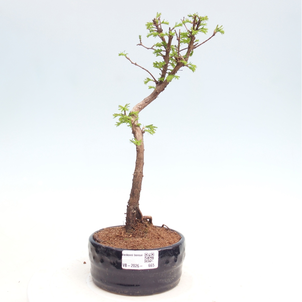 Bonsaï d'extérieur - Metasequoia glyptostroboides - Metasequoia chinois