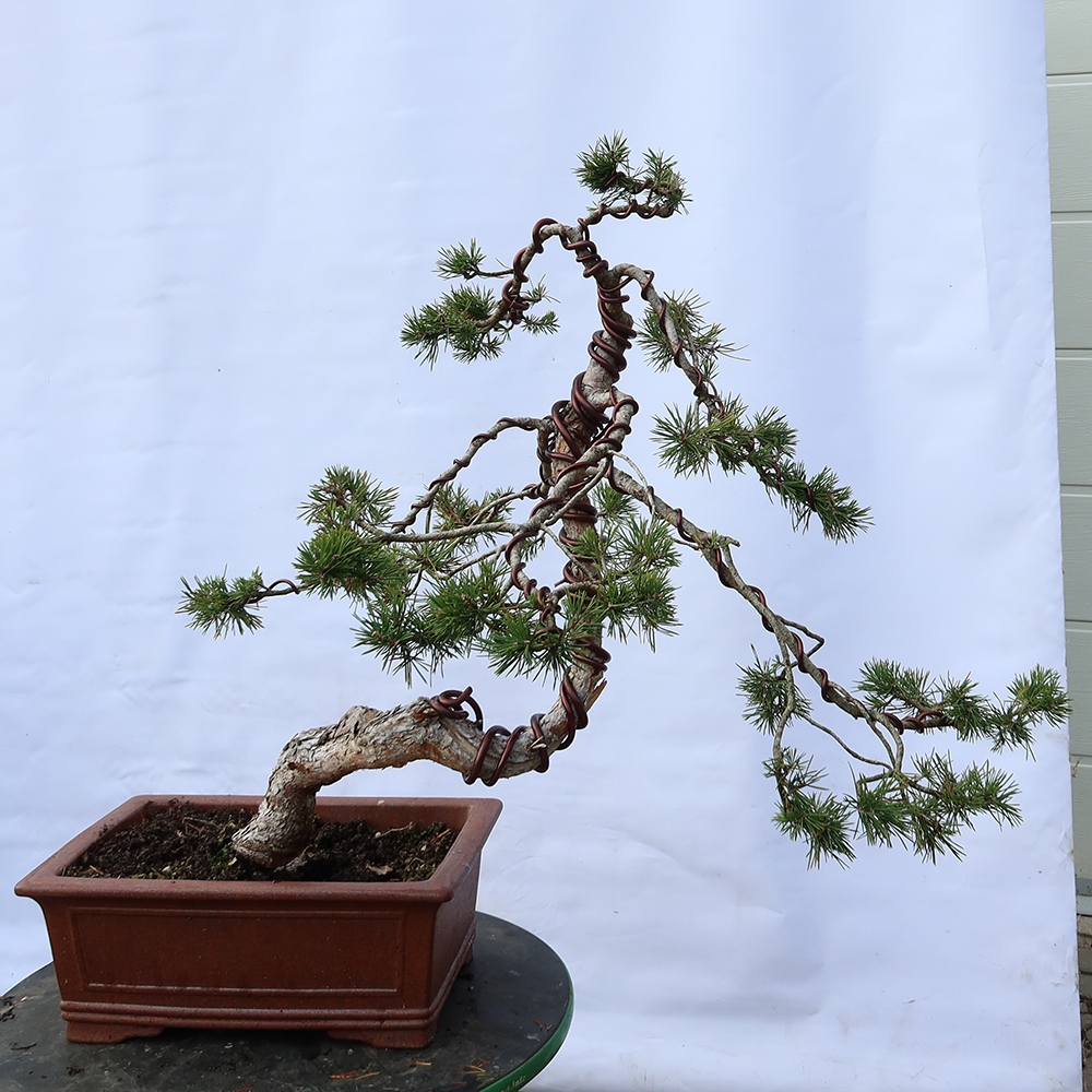 Pinus sylvestris Espagne - pin sylvestre