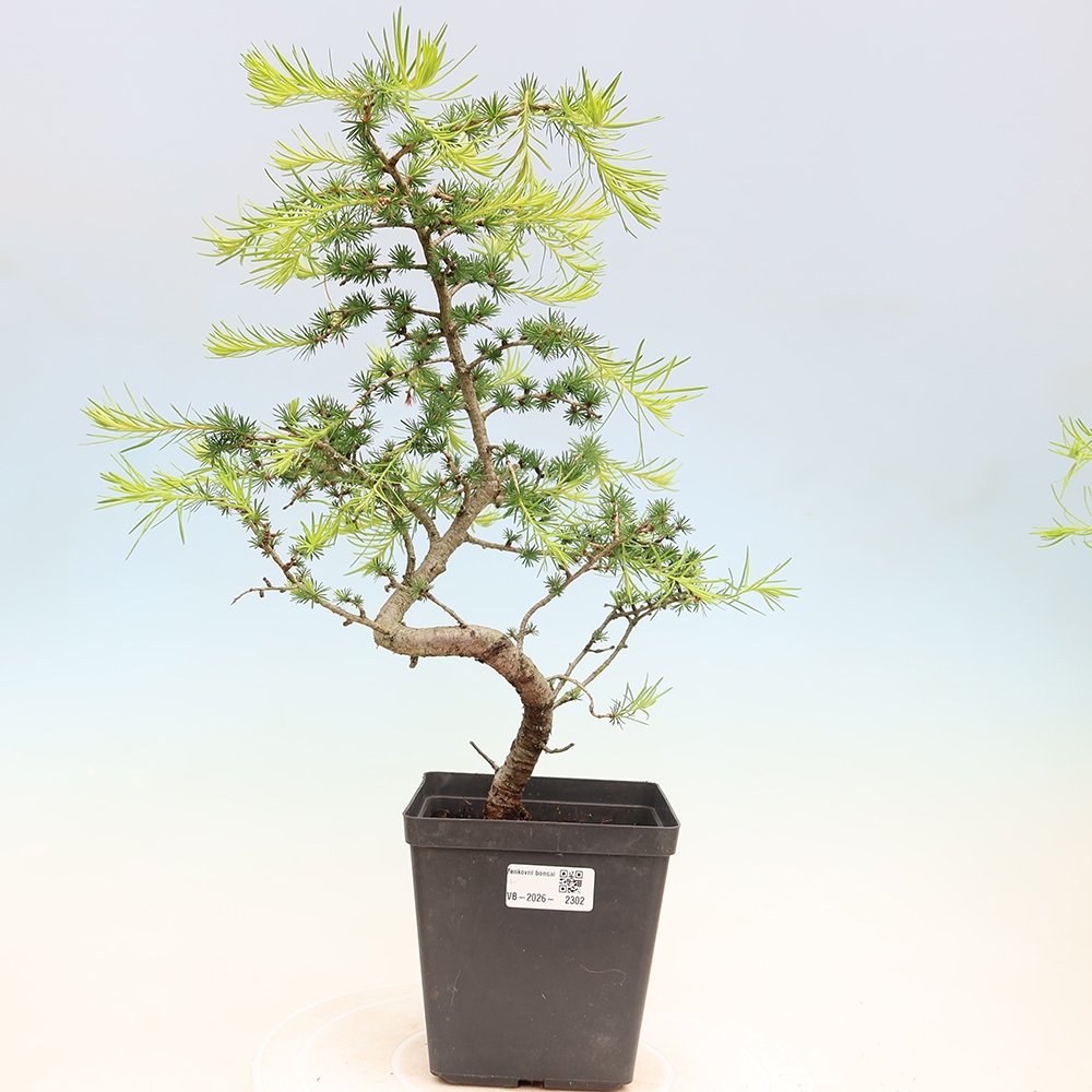 Bonsaï d'extérieur -Larix decidua - Mélèze
