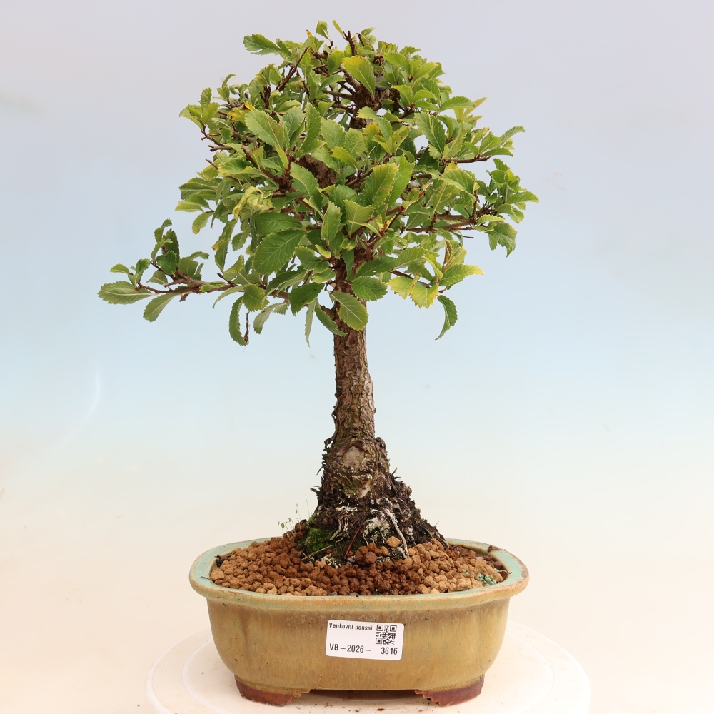 Bonsaï d'extérieur - Zelkova - Zelkova NIRE