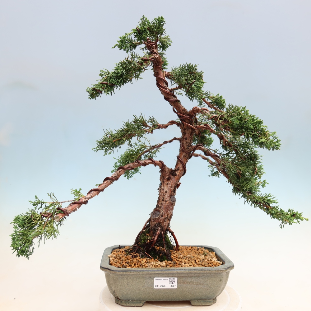 Bonsaï d'extérieur - Juniperus chinensis Kishu