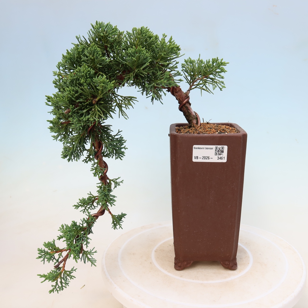 Bonsaï d'extérieur - Juniperus chinensis Kishu