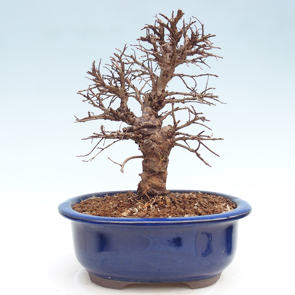 Bonsaï d'extérieur - Zelkova - Zelkova NIRE