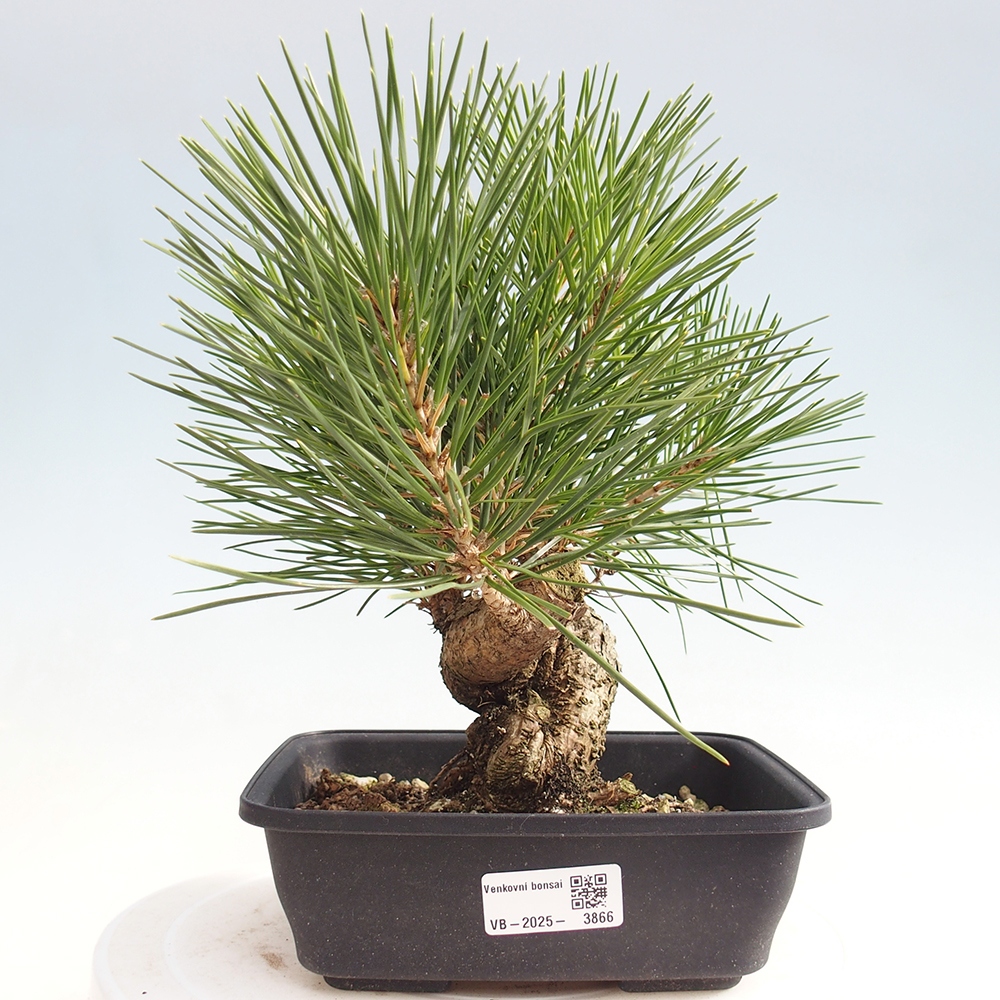 Bonsaï d'extérieur - Pinus thunbergii - Pin de Thunberg