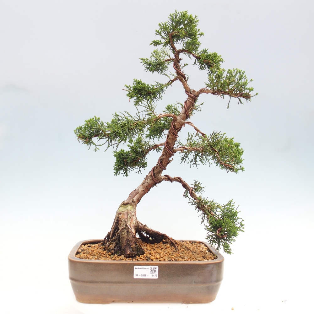 Bonsaï d'extérieur - Juniperus chinensis Kishu