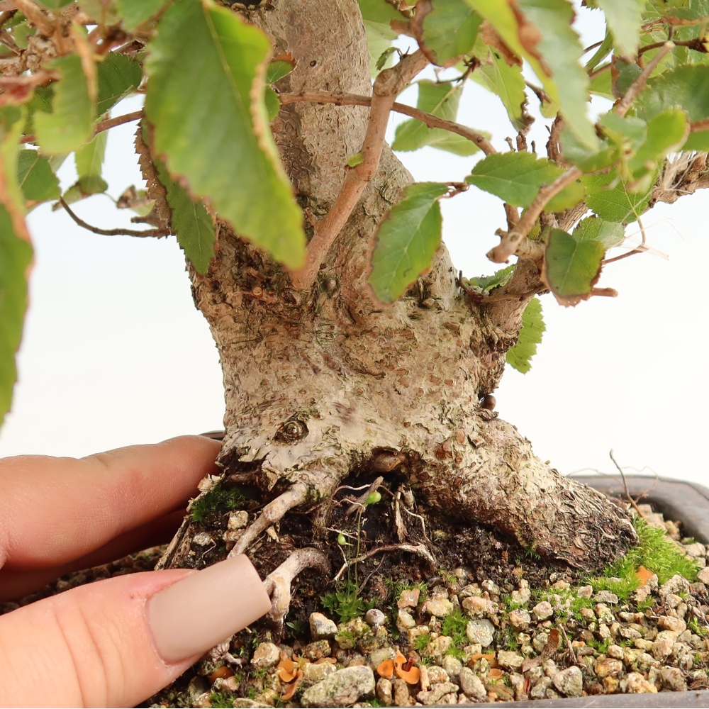 Bonsaï d'extérieur -Carpinus CARPINOIDES - Charme de Corée
