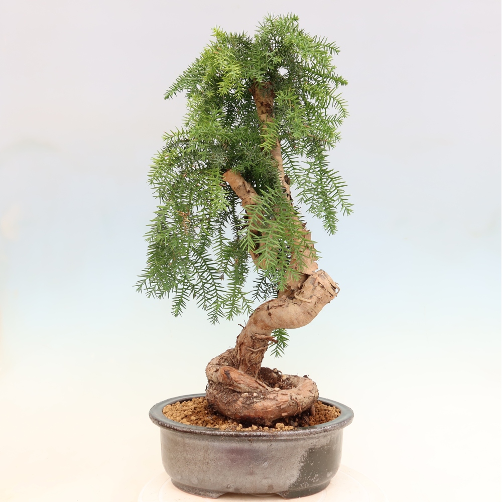 Bonsaï de chambre - Araucaria - épicéa de chambre