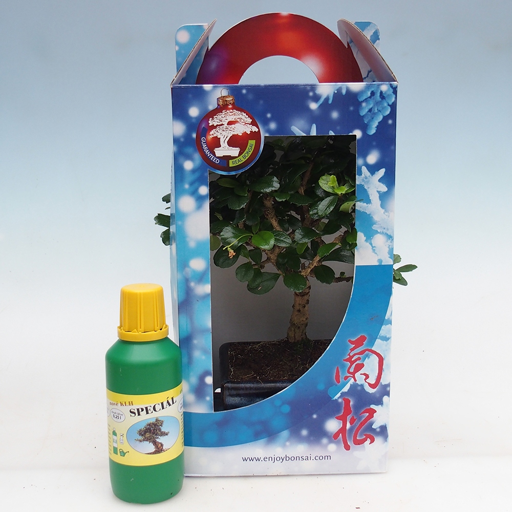 Bonsaï de chambre en boîte cadeau Carmona microphylla - Tea fuki