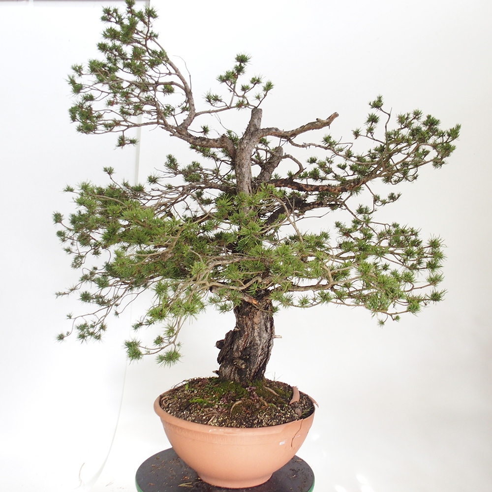 Yamadori - Pinus sylvestris Espagne
