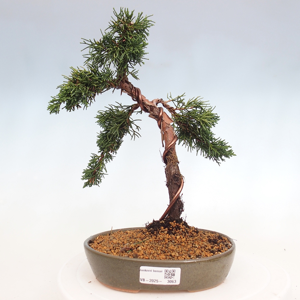 Bonsaï d'extérieur - Juniperus chinensis Kishu