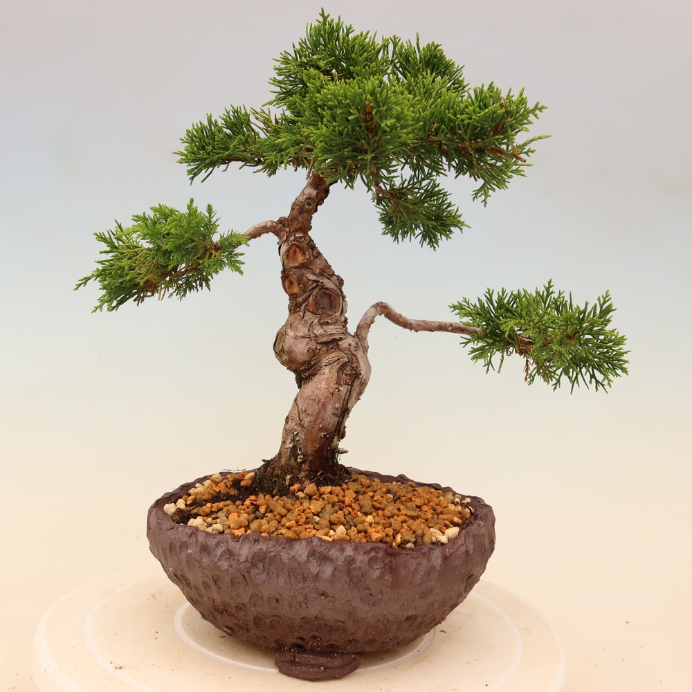 Bonsaï d'extérieur - Juniperus chinensis Itoigawa