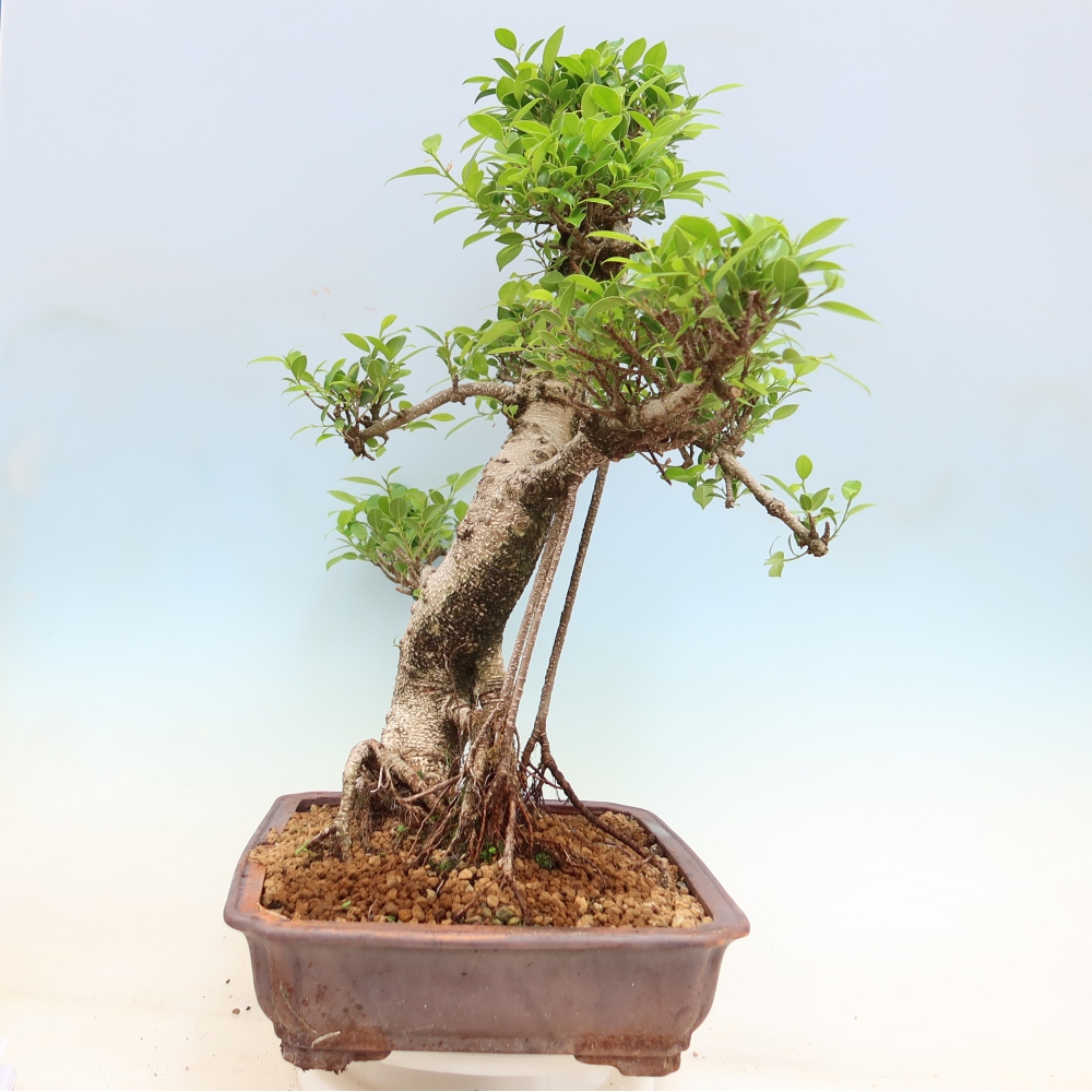 Salle bonsaï - Ficus kimmen - ficus à petites feuilles