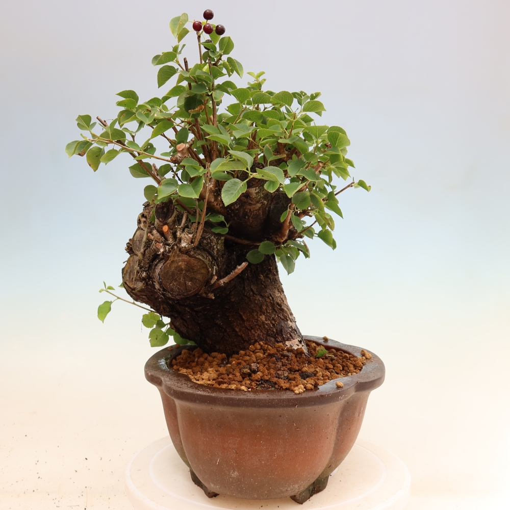Bonsaï d'extérieur - Mahalebka - Prunus mahaleb
