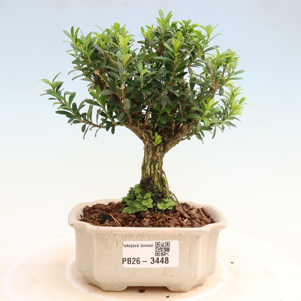 Bonsaï de chambre - Buxus harlandii - buxus liège