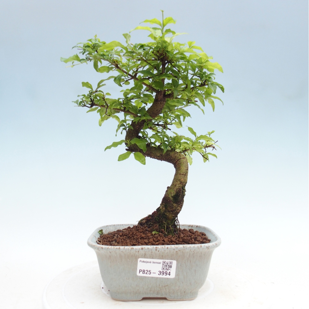 Bonsaï de chambre -Ligustrum chinensis - Bec d'oiseau