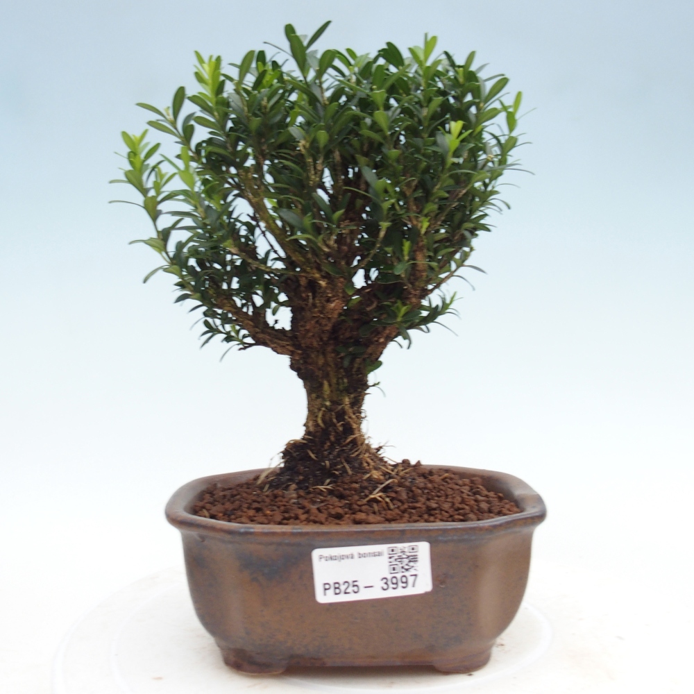 Bonsaï de chambre - Buxus harlandii - buxus liège