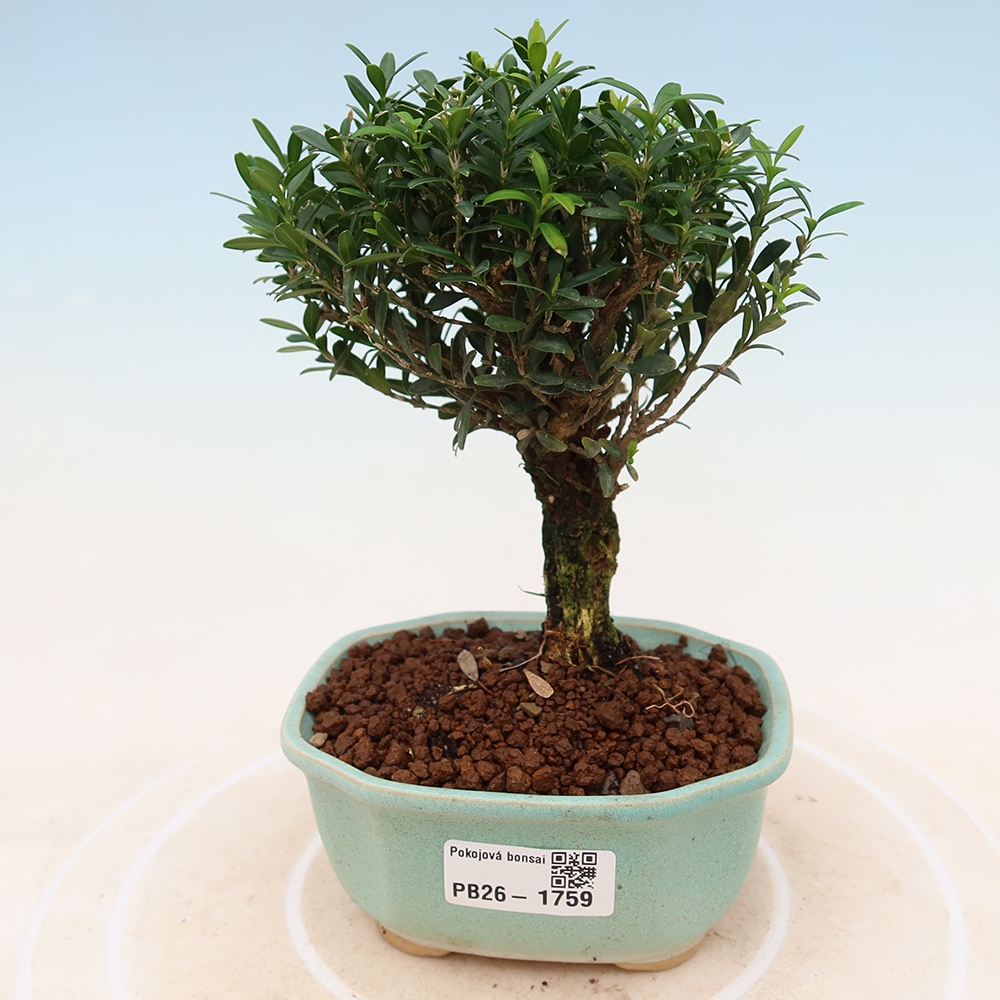 Bonsaï de chambre - Buxus harlandii - buxus liège