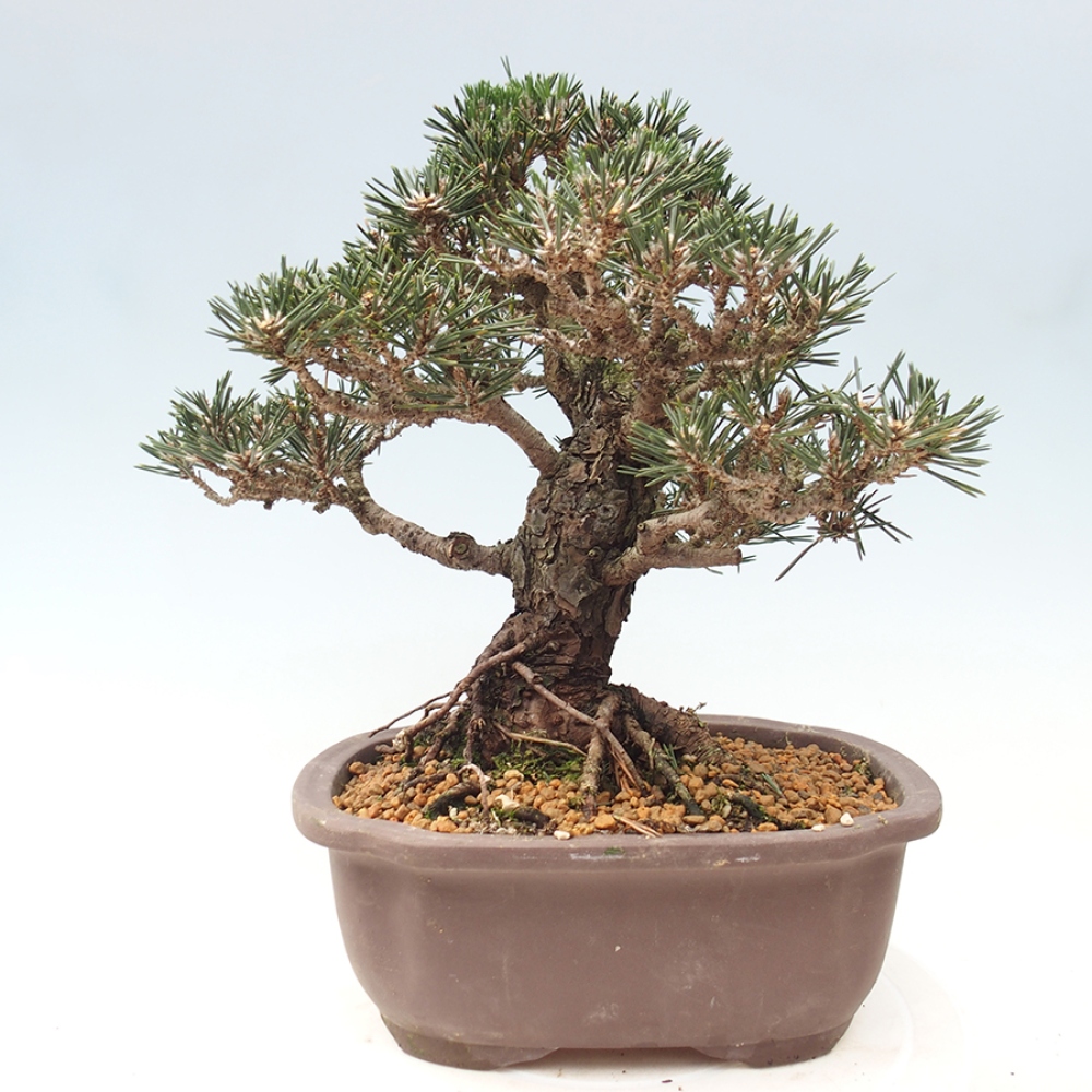 Bonsaï d'extérieur - Pinus thunbergii Kotobuki - Pin de Thunberg