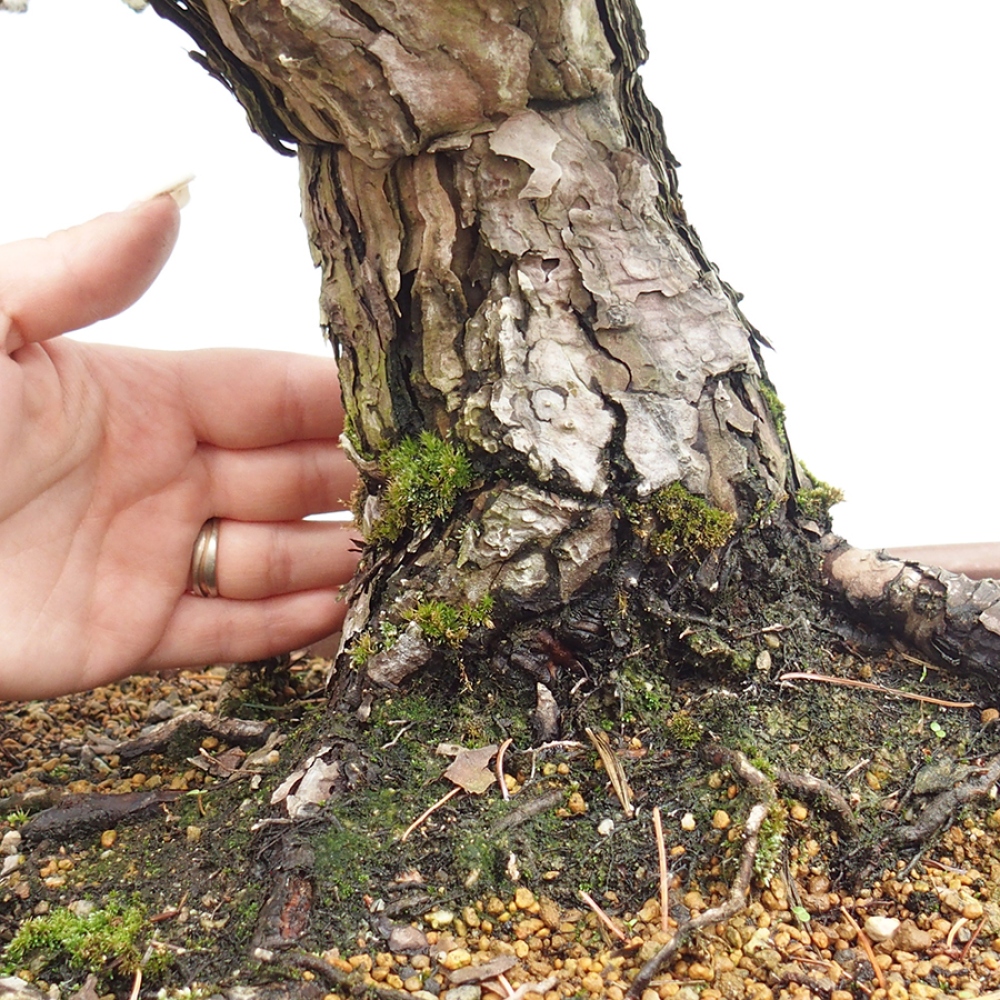 Bonsaï d'extérieur - Pinus parviflora - Pinus parviflora