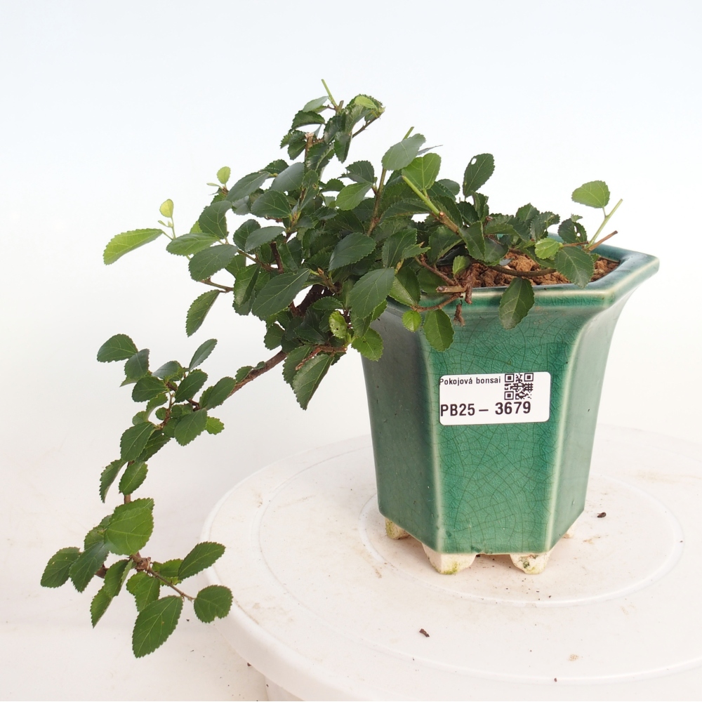 Bonsaï d'intérieur - Grewia occidentalis - Etoile de mer lavande